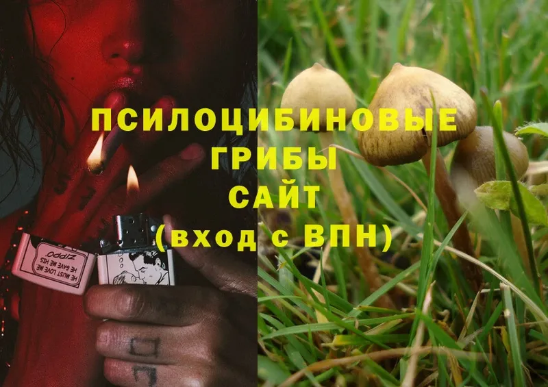 Галлюциногенные грибы Magic Shrooms  наркошоп  Шумерля 